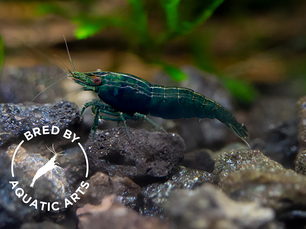 Bred By Aquatic Arts Neocaridina Shrimp Combo Box (Neocaridina davidi) - Nestor' Aquariums & Pets