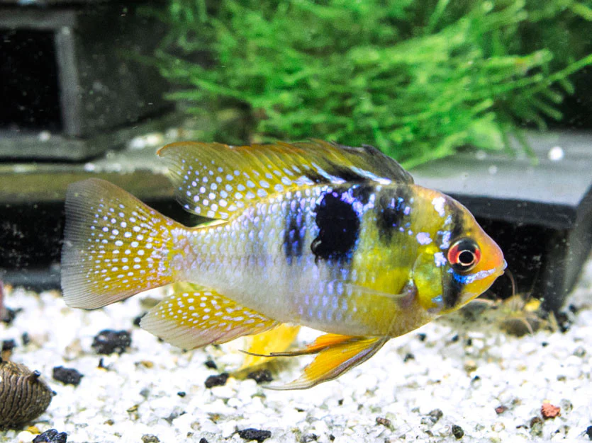 German Blue Ram Dwarf Cichlid (Mikrogeophagus ramirezi) - Tank-Bred! - Nestor' Aquariums & Pets