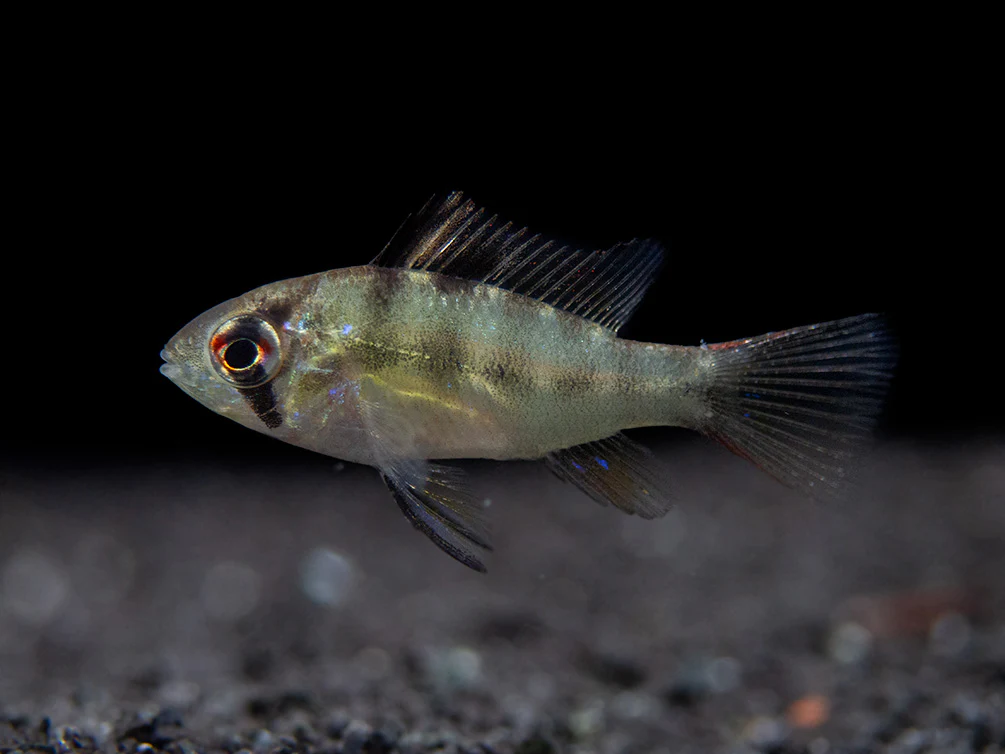 German Blue Ram Dwarf Cichlid (Mikrogeophagus ramirezi) - Tank-Bred! - Nestor' Aquariums & Pets