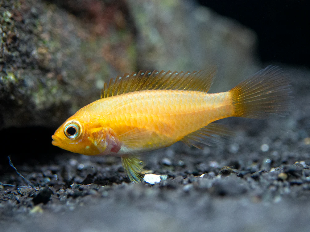 Fire Red Agassizi's Dwarf Cichlid (Apistogramma cf. agassizii) - TANK-BRED!!! - Nestor' Aquariums & Pets