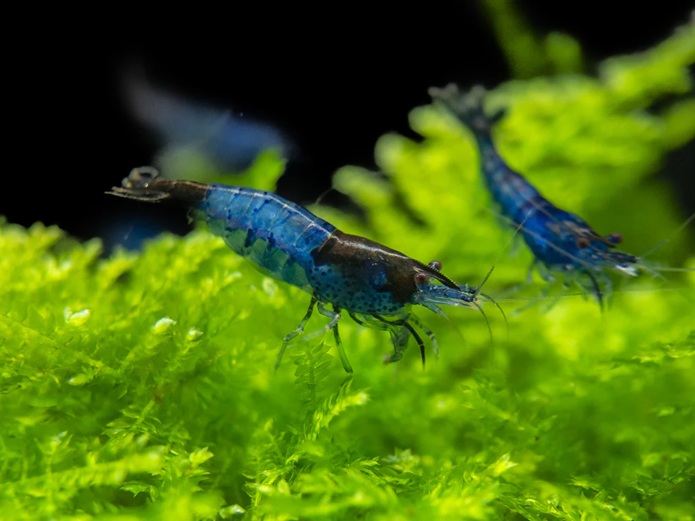 Blue Rili Shrimp (Neocaridina davidi), Tank-Bred - Nestor' Aquariums & Pets
