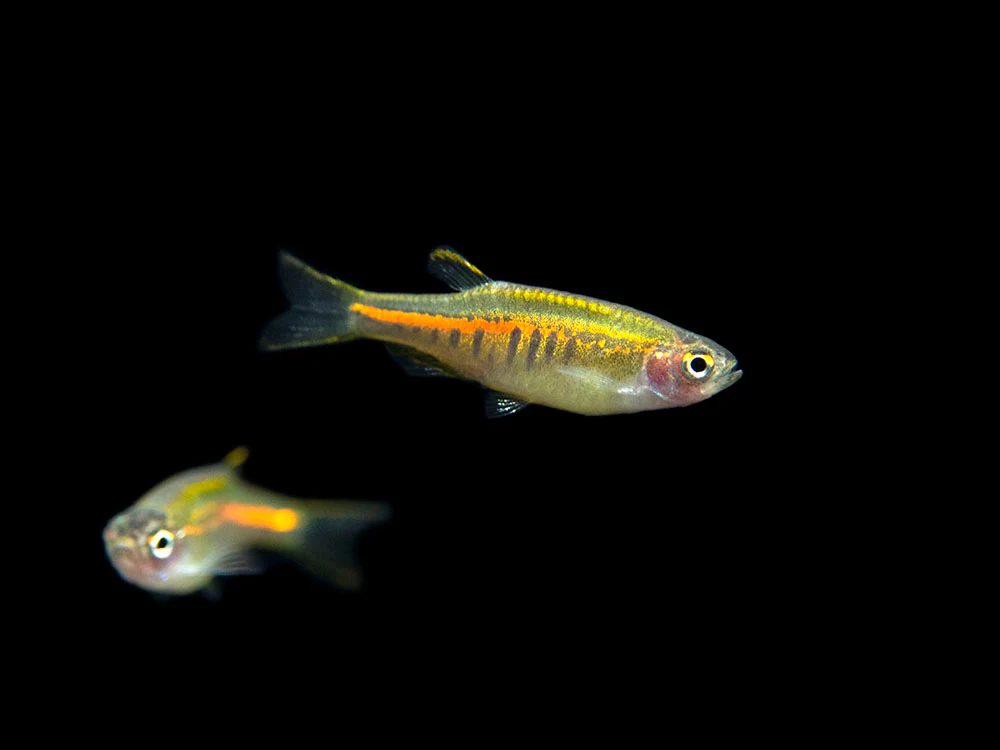 Glowlight Danio (Celestichthys choprae), Tank-Bred! - Nestor' Aquariums & Pets