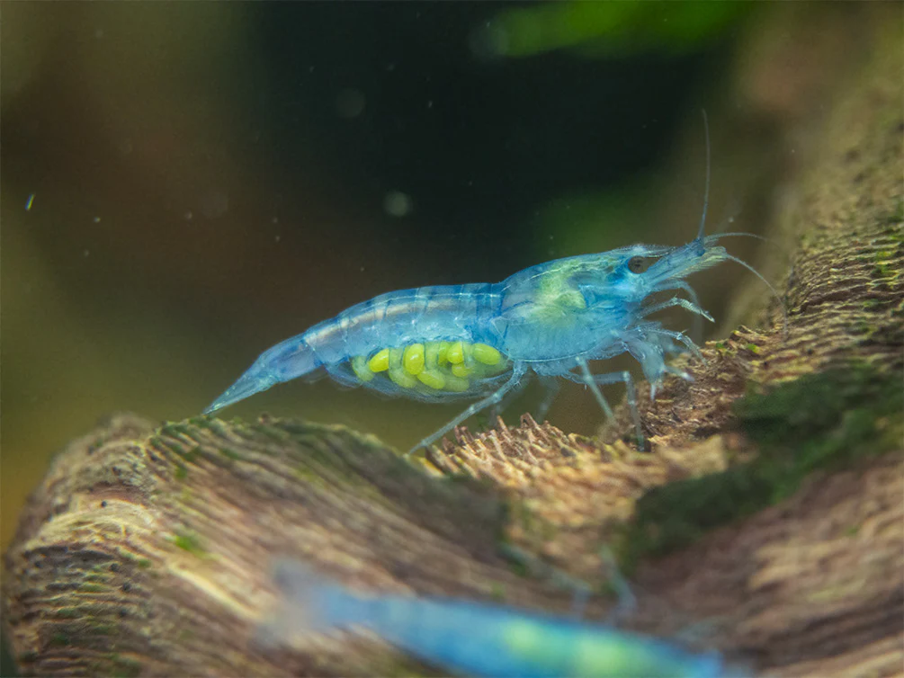 Sky Blue Velvet Shrimp Breeder Combo Box - Nestor' Aquariums & Pets
