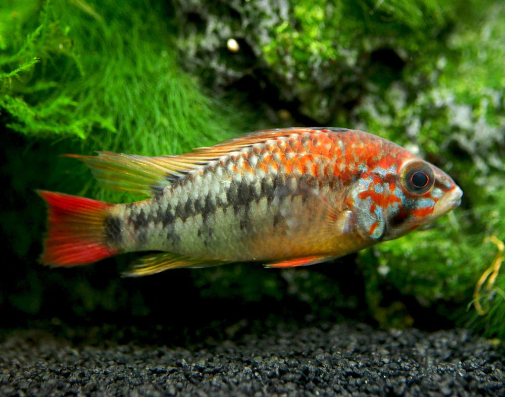 Red Shoulder Dwarf Cichlid (Apistogramma macmasteri), Tank-Bred - Nestor' Aquariums & Pets