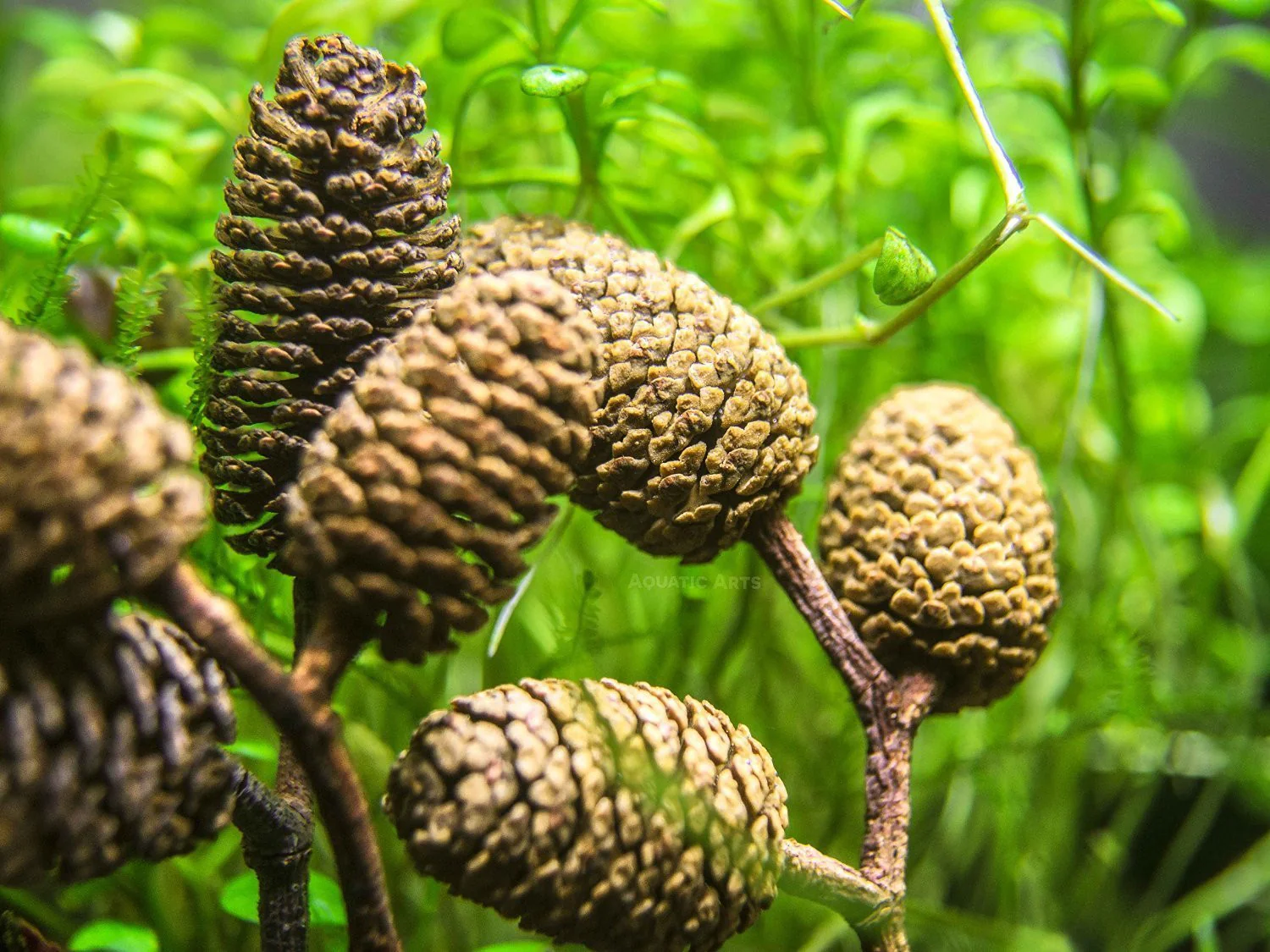 Alder Cones (1/2 - 1 inch) - Nestor' Aquariums & Pets