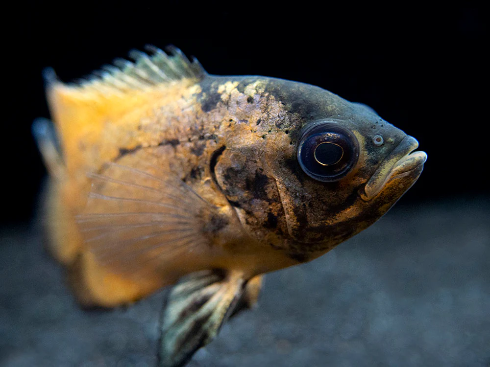 Red Oscar (Astronotus ocellatus), Tank-Bred - Nestor' Aquariums & Pets