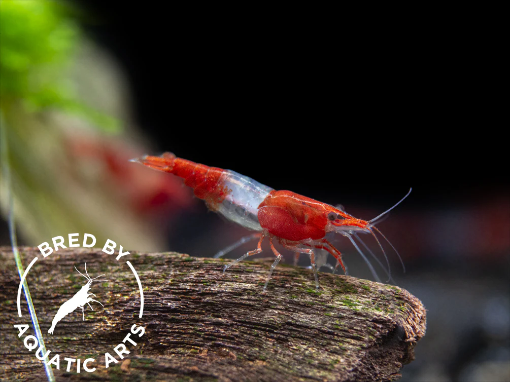 Bred By Aquatic Arts Neocaridina Shrimp Combo Box (Neocaridina davidi) - Nestor' Aquariums & Pets