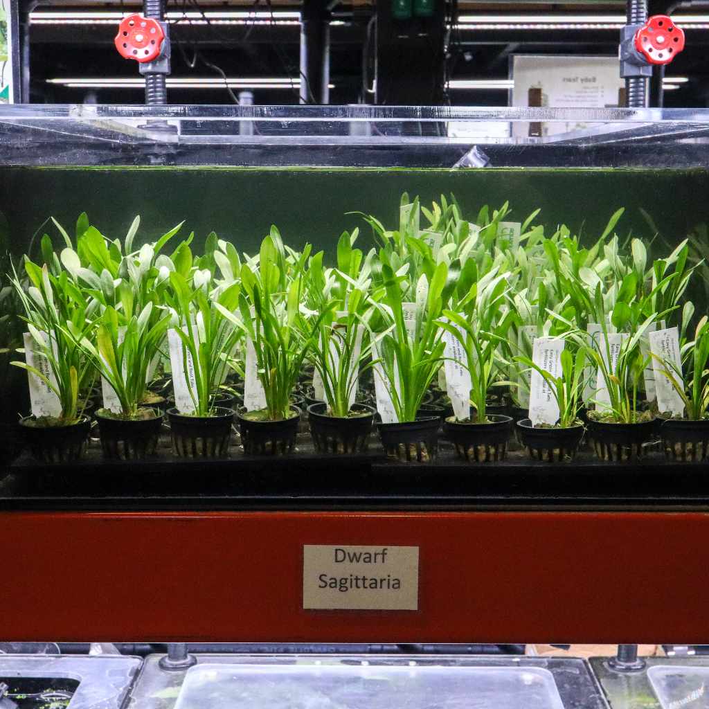 Dwarf Sagittaria - Nestor' Aquariums & Pets
