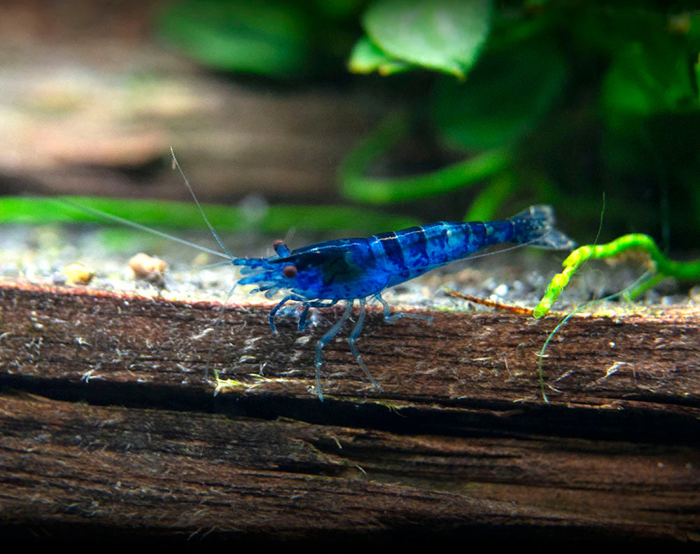 Dream Blue Velvet Shrimp Breeder Combo Box - Nestor' Aquariums & Pets