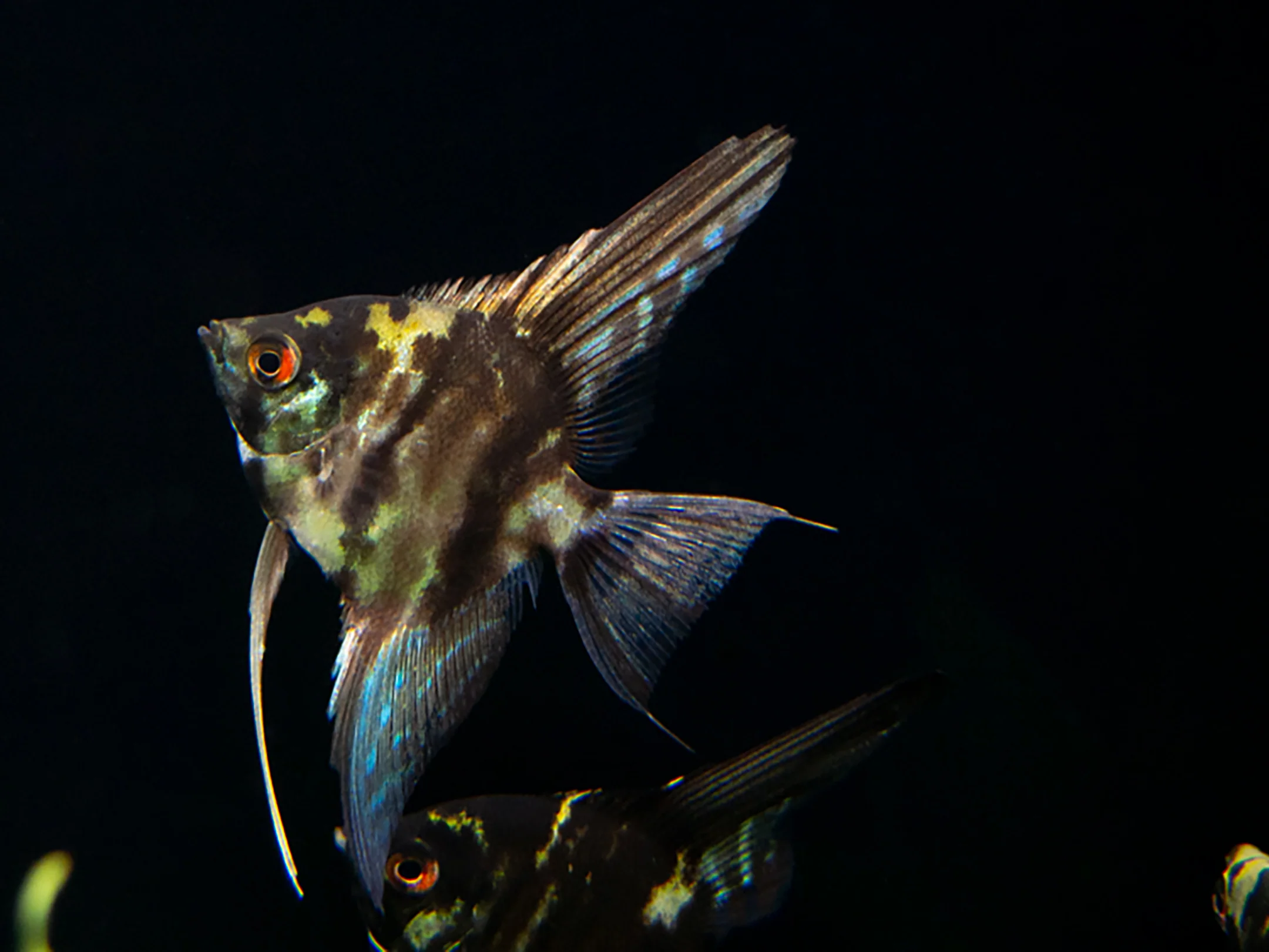 Marble Angelfish (Pterophyllum scalare), Tank Bred - Nestor' Aquariums & Pets