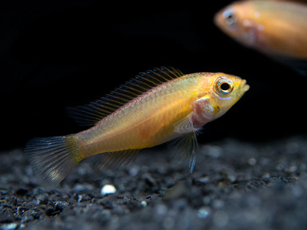 Fire Red Agassizi's Dwarf Cichlid (Apistogramma cf. agassizii) - TANK-BRED!!! - Nestor' Aquariums & Pets