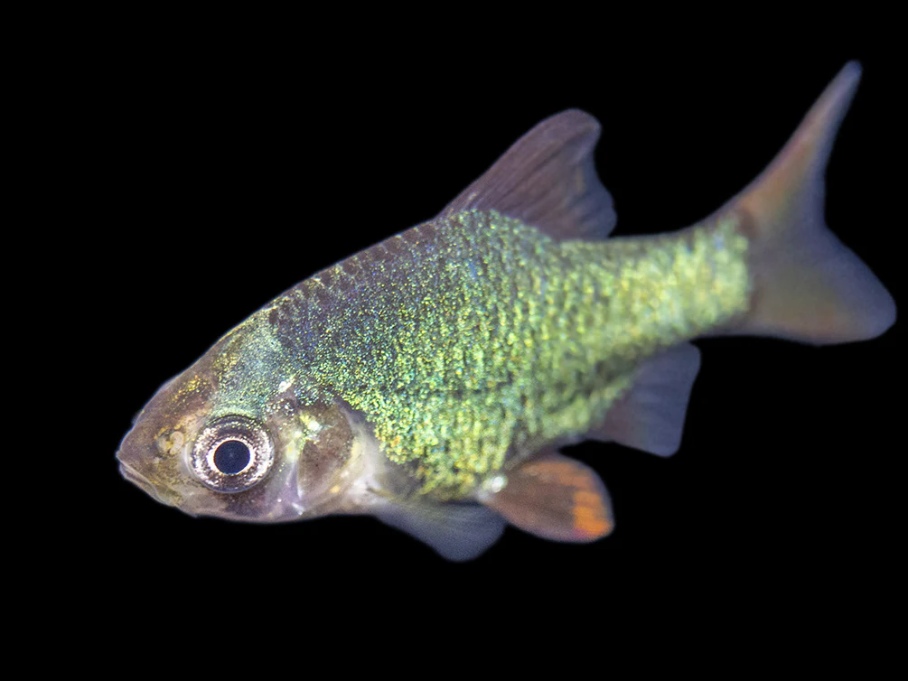 Green Tiger Barb (Puntigrus tetrazona), Tank-Bred - Nestor' Aquariums & Pets