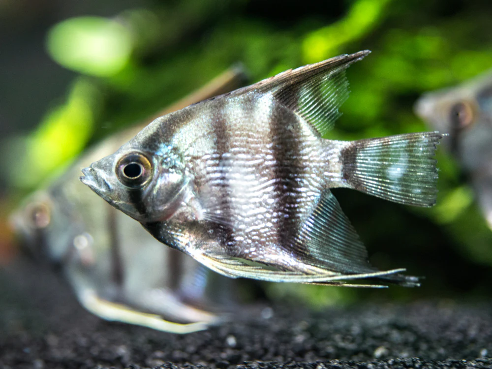 Peruvian Altum Angelfish (Pterophyllum scalare 