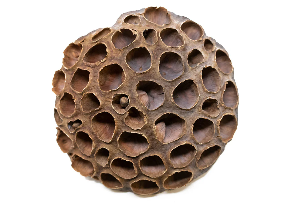 Aquatic Arts Lotus Pods - Nestor' Aquariums & Pets