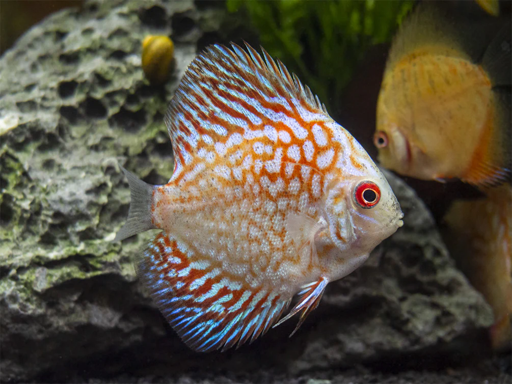 Dealer's Choice Discus (Symphysodon aequifasciatus), Tank-Bred - Nestor' Aquariums & Pets