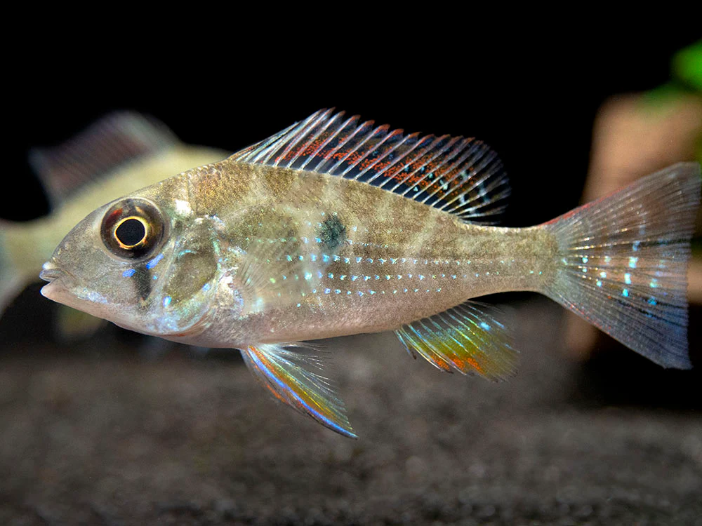 Threadfin Acara Cichlid (Acarichthys heckelii), Tank-Bred - Nestor' Aquariums & Pets