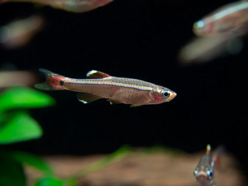 White Cloud Mountain Minnow (Tanichthys albonubes), Tank-Bred - Nestor' Aquariums & Pets
