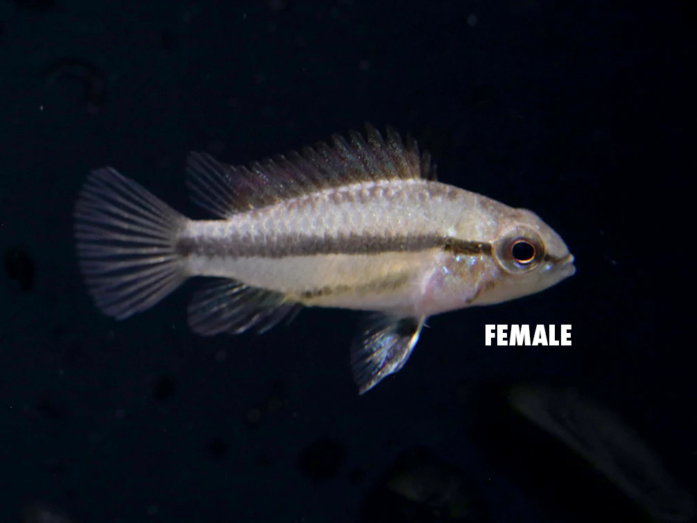 Redfin Three-Striped Dwarf Cichlid (Apistogramma trifasciata) - TANK-BRED!!! - Nestor' Aquariums & Pets