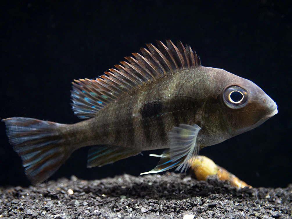 Red/Orange Head Tapajos Eartheater (Geophagus sp.), Tank-Bred! - Nestor' Aquariums & Pets