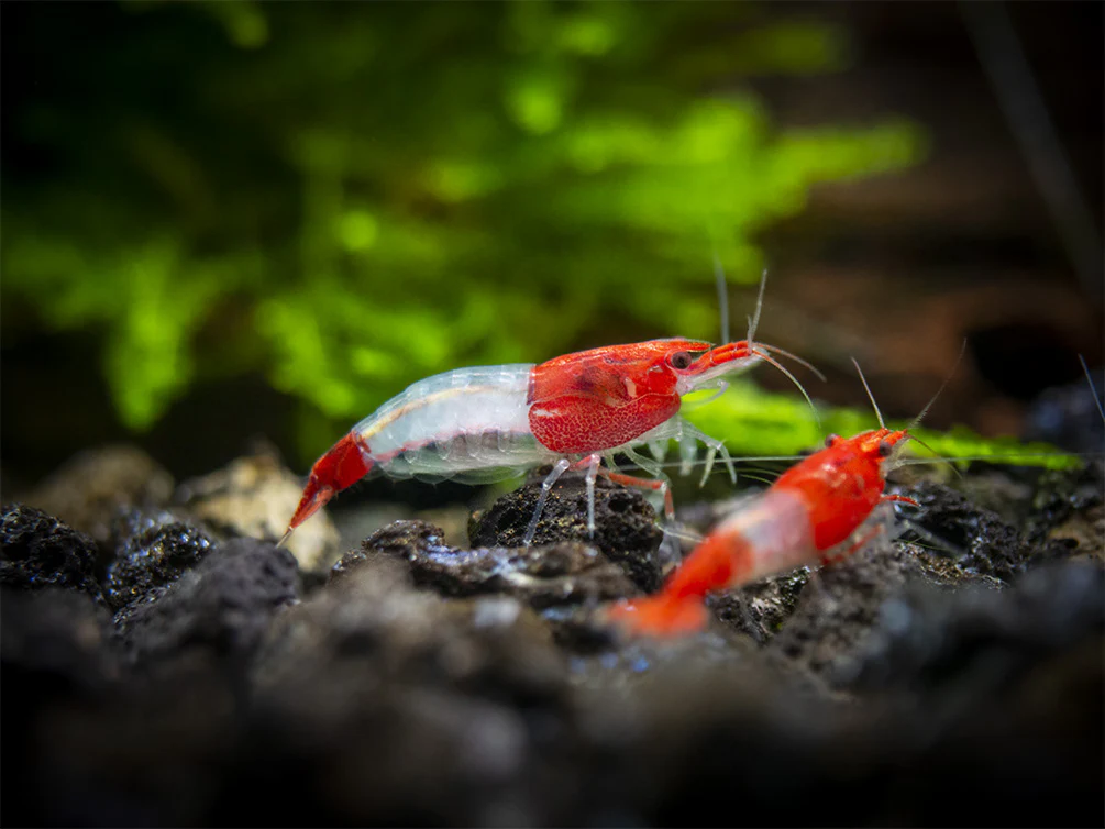 Red Rili Shrimp Breeder Combo Box - Nestor' Aquariums & Pets