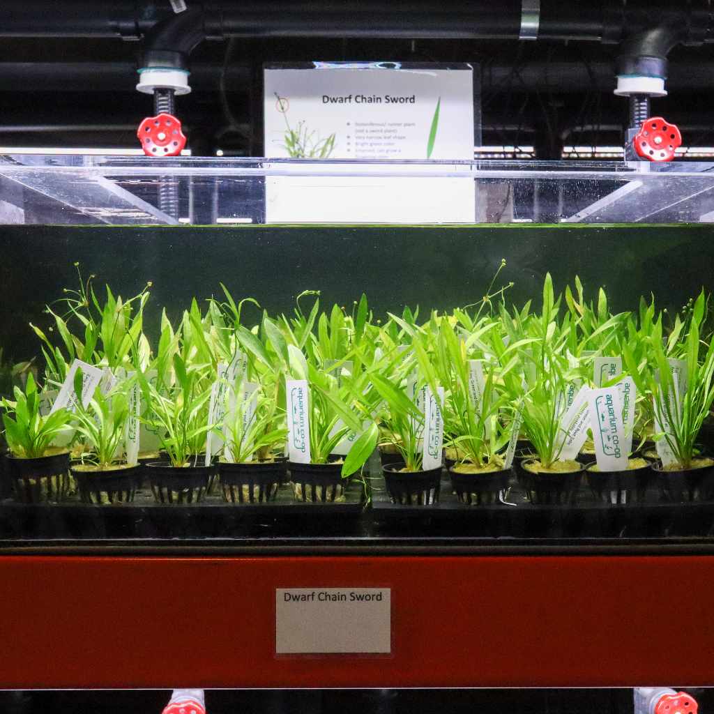 Dwarf Chain Sword - Nestor' Aquariums & Pets