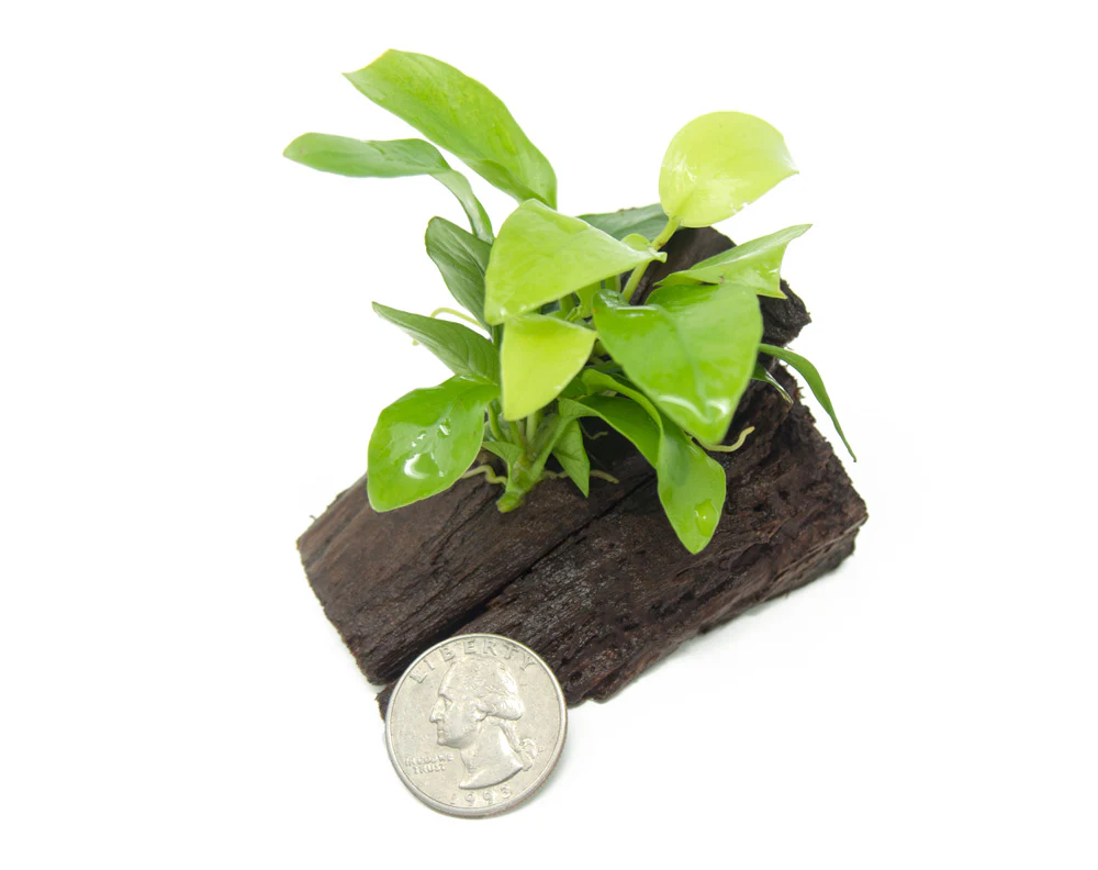 Golden Anubias Nana (Anubias barteri var. “Golden Nana”) on 3+ inch Driftwood - Nestor' Aquariums & Pets