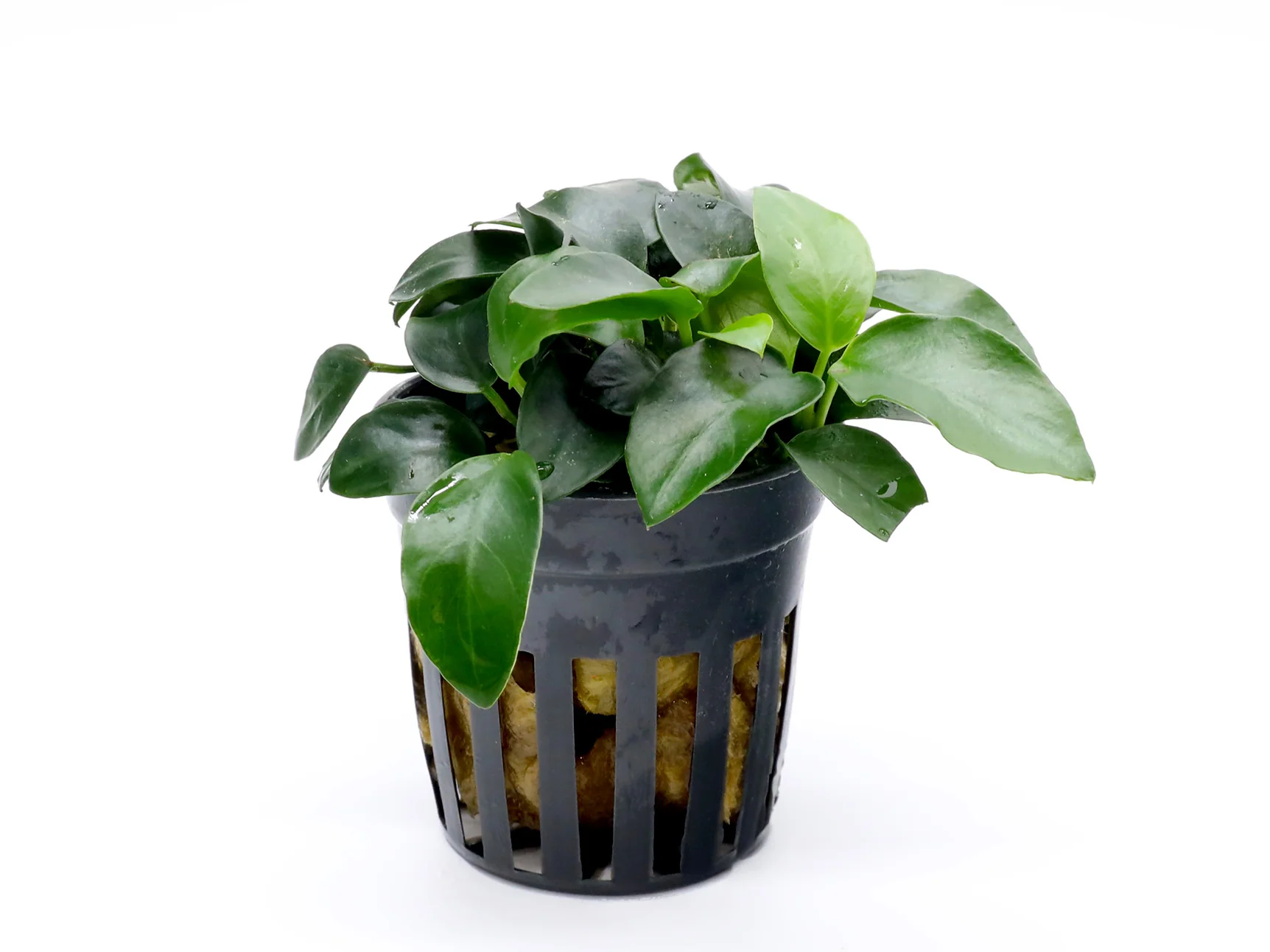 Anubias Bonsai (Anubias barteri var. nana 