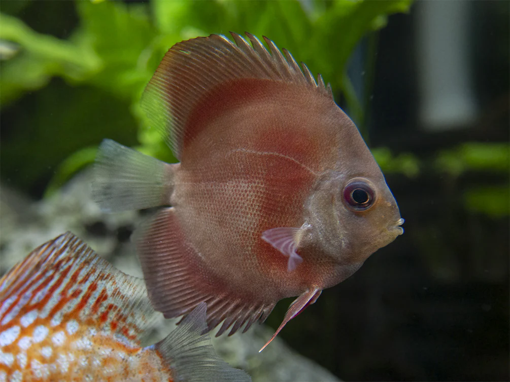 Dealer's Choice Discus (Symphysodon aequifasciatus), Tank-Bred - Nestor' Aquariums & Pets
