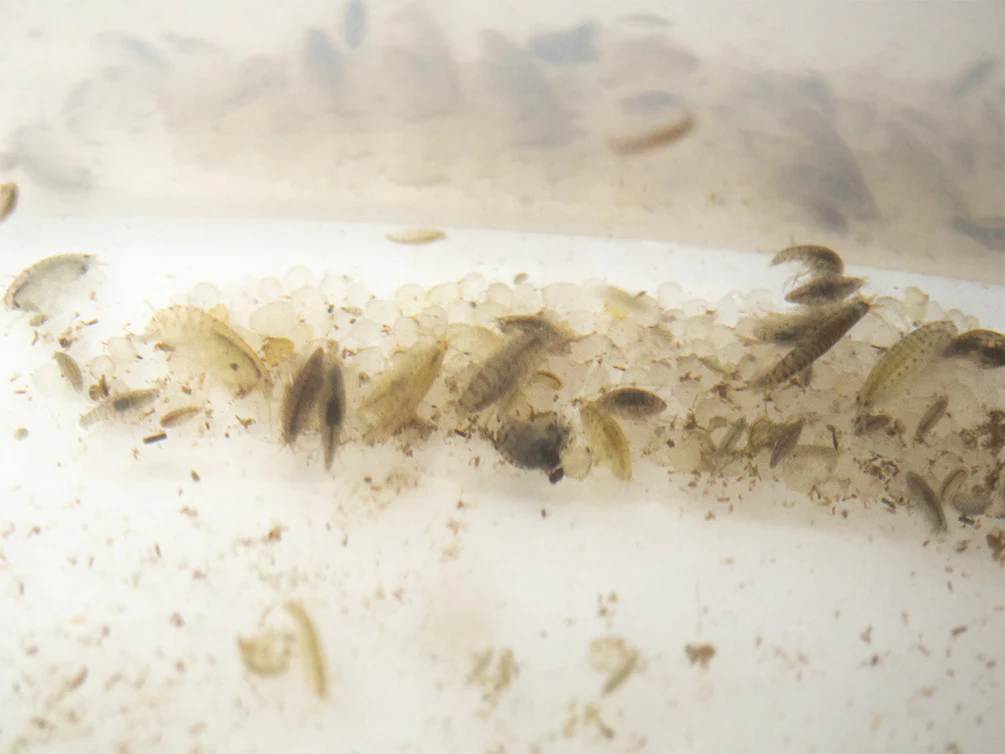 Live Scud AKA Freshwater Amphipod (Gammarus sp.) Culture - Aquatic Arts - Nestor' Aquariums & Pets