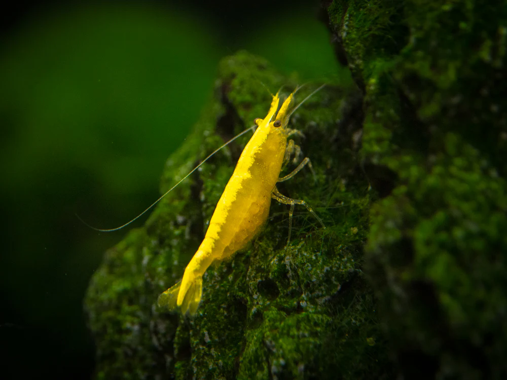 Golden Back Yellow Shrimp Breeder Combo Box - Nestor' Aquariums & Pets