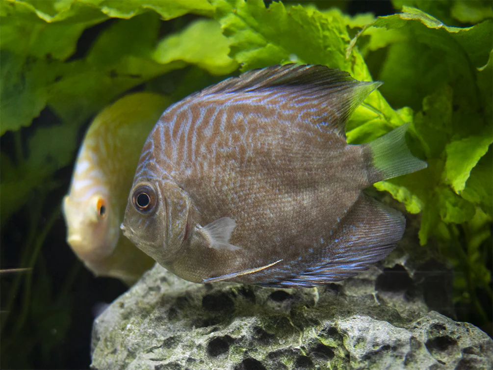 Dealer's Choice Discus (Symphysodon aequifasciatus), Tank-Bred - Nestor' Aquariums & Pets