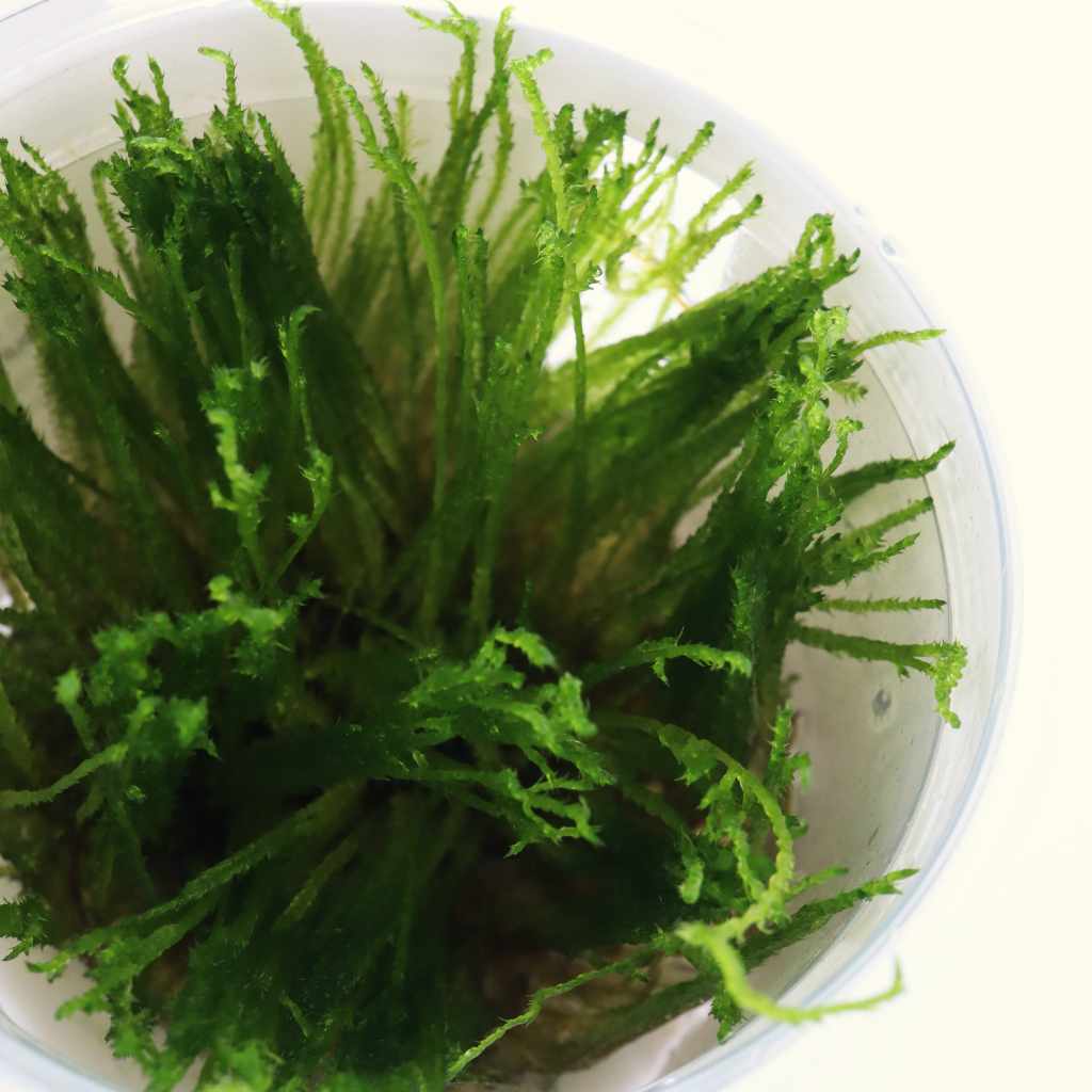 Taxiphyllum 'Spiky Moss' Tissue Culture - Nestor' Aquariums & Pets