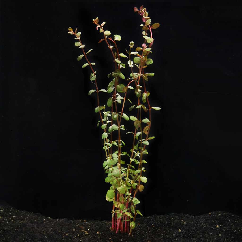 Rotala H’ra - Nestor' Aquariums & Pets