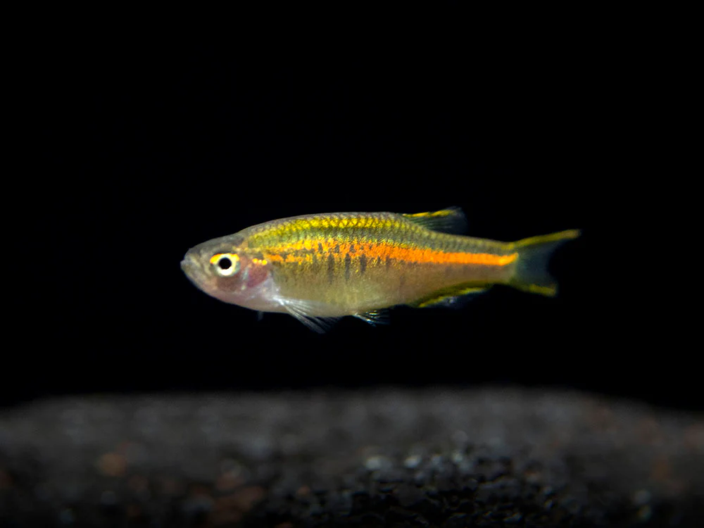 Glowlight Danio (Celestichthys choprae), Tank-Bred! - Nestor' Aquariums & Pets