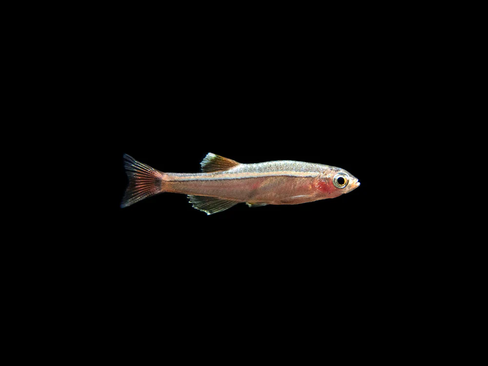 White Cloud Mountain Minnow (Tanichthys albonubes), Tank-Bred - Nestor' Aquariums & Pets
