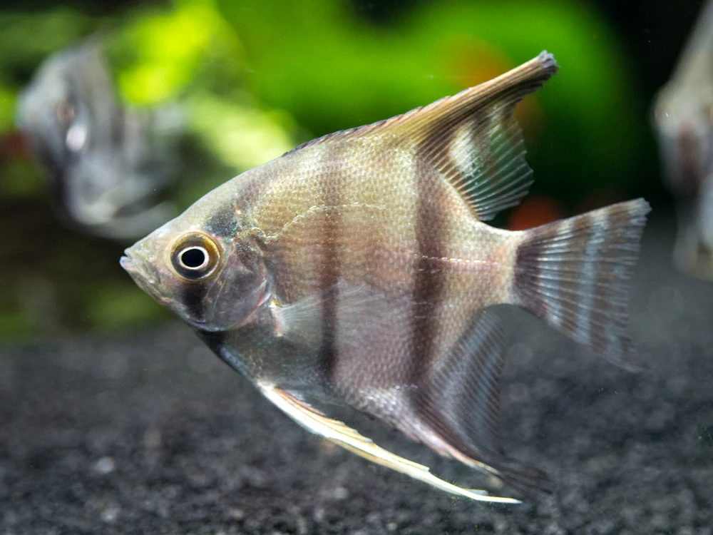 Peruvian Altum Angelfish (Pterophyllum scalare 