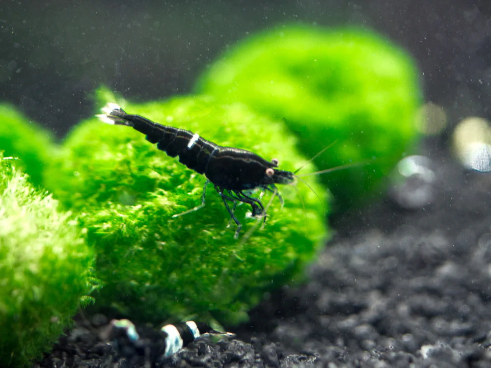 Black King Kong AKA Black Bolt Shrimp (Caridina cantonensis), A-S Grade, Tank-Bred! - Nestor' Aquariums & Pets