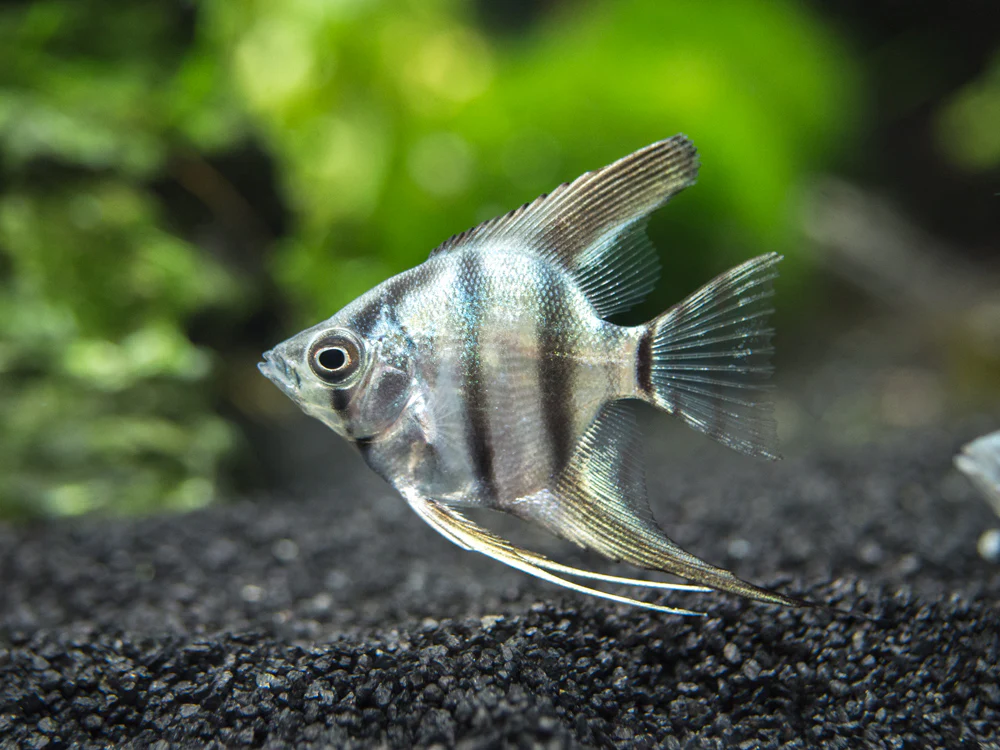 Blue Zebra Angelfish (Pterophyllum scalare), Tank Bred - Nestor' Aquariums & Pets