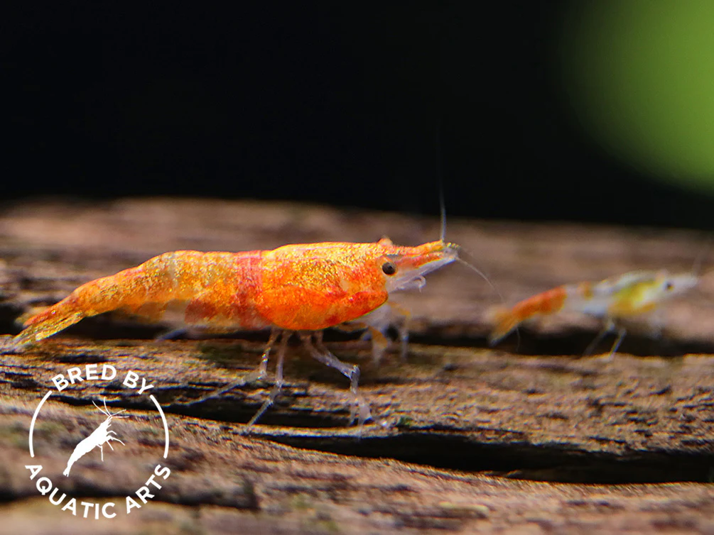 Calico Sunkist Shrimp (Neocaridina davidi) – Bred by Aquatic Arts - Nestor' Aquariums & Pets