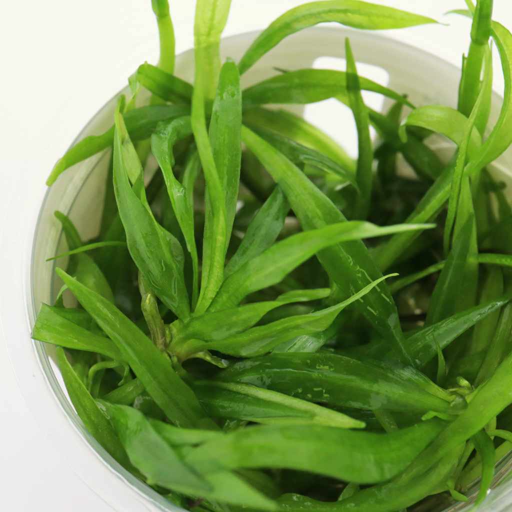 Helanthium Bolivianum 'Quadricostatus' Tissue Culture - Nestor' Aquariums & Pets