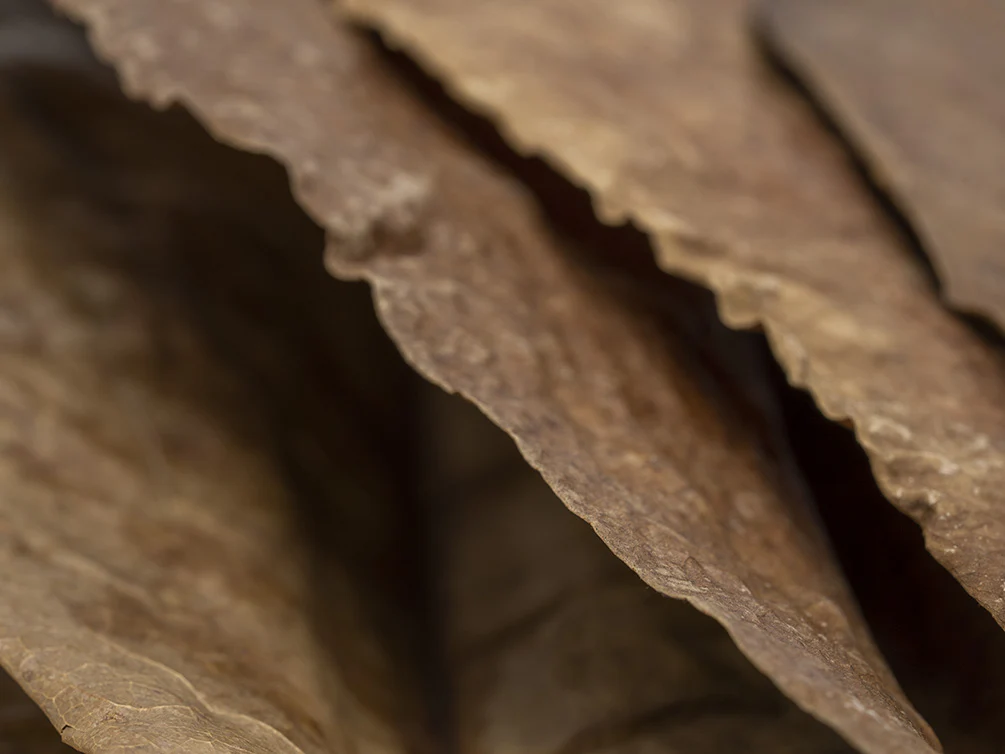 Catappa AKA Indian Almond Leaves - Nestor' Aquariums & Pets
