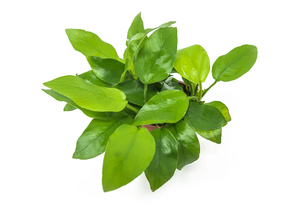 Golden Anubias Nana (Anubias barteri var. “Golden nana”), Bare Root - Nestor' Aquariums & Pets