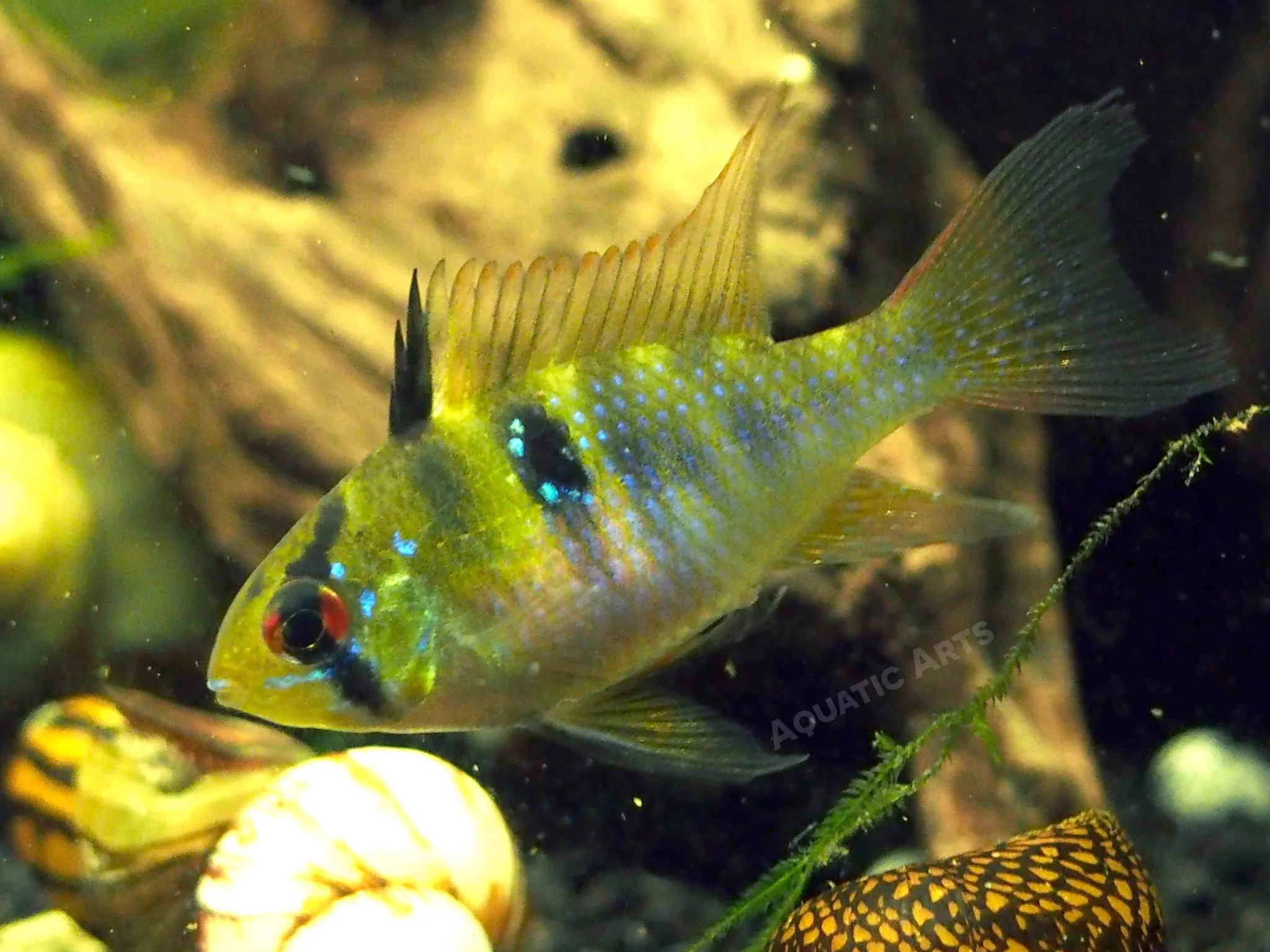 German Blue Ram Dwarf Cichlid (Mikrogeophagus ramirezi) - Tank-Bred! - Nestor' Aquariums & Pets