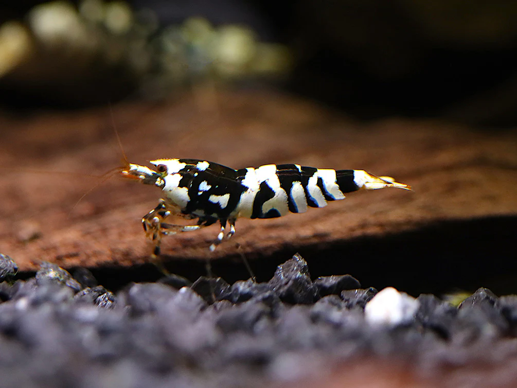 Fancy Black Tiger Shrimp (Caridina sp. “Black Tiger”) – SS Grade - Nestor' Aquariums & Pets