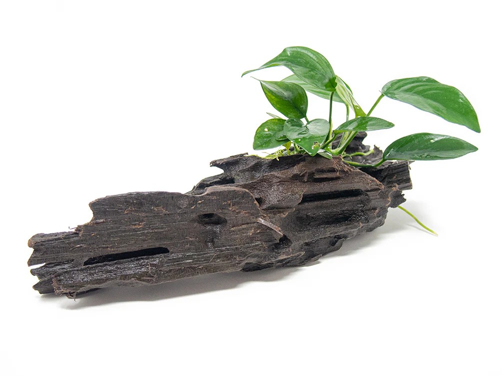 Anubias sp. on Driftwood - Nestor' Aquariums & Pets