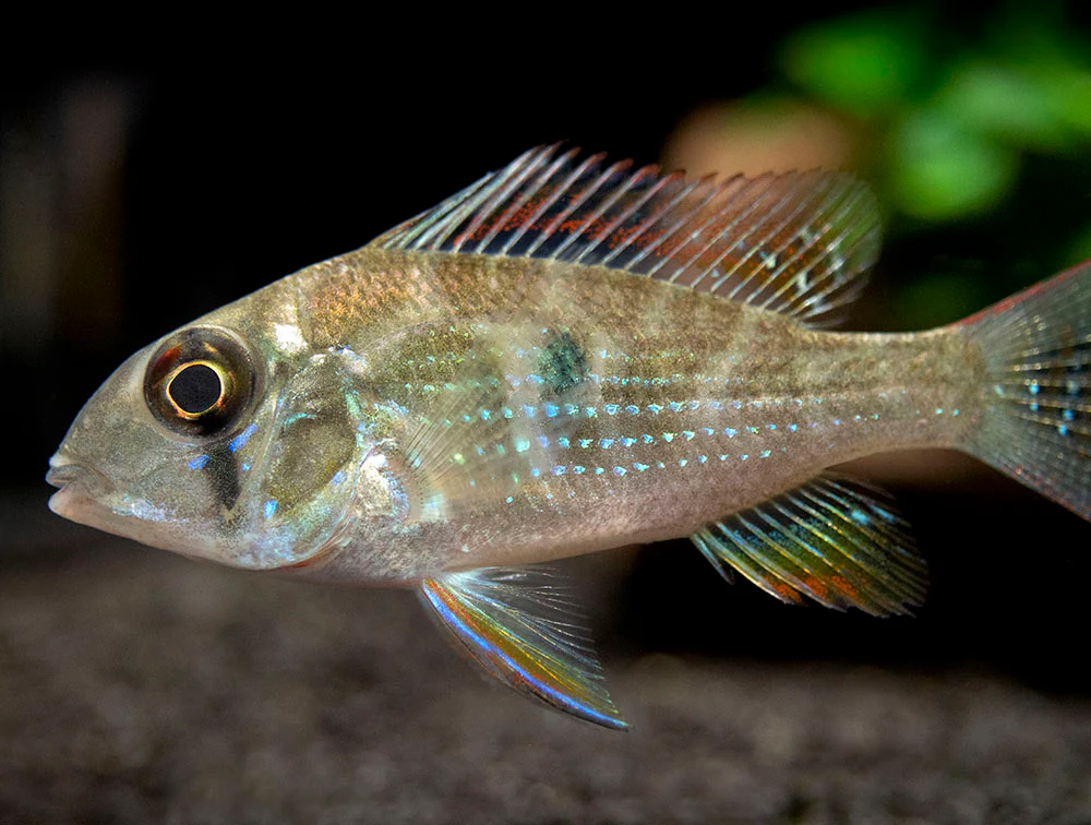 Threadfin Acara Cichlid (Acarichthys heckelii), Tank-Bred - Nestor' Aquariums & Pets