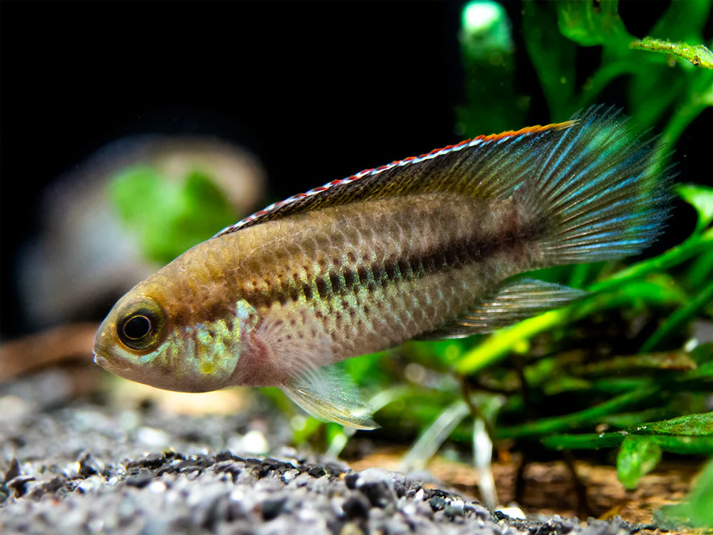 Golden Dwarf Cichlid (Nannacara anomala), - Tank Bred - Nestor' Aquariums & Pets