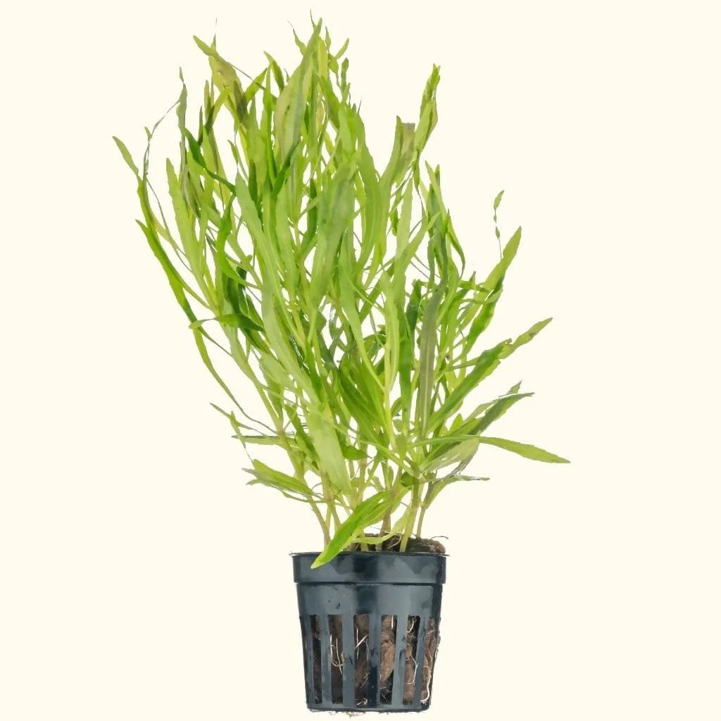 Pogostemon Stellatus 'Octopus' - Nestor' Aquariums & Pets