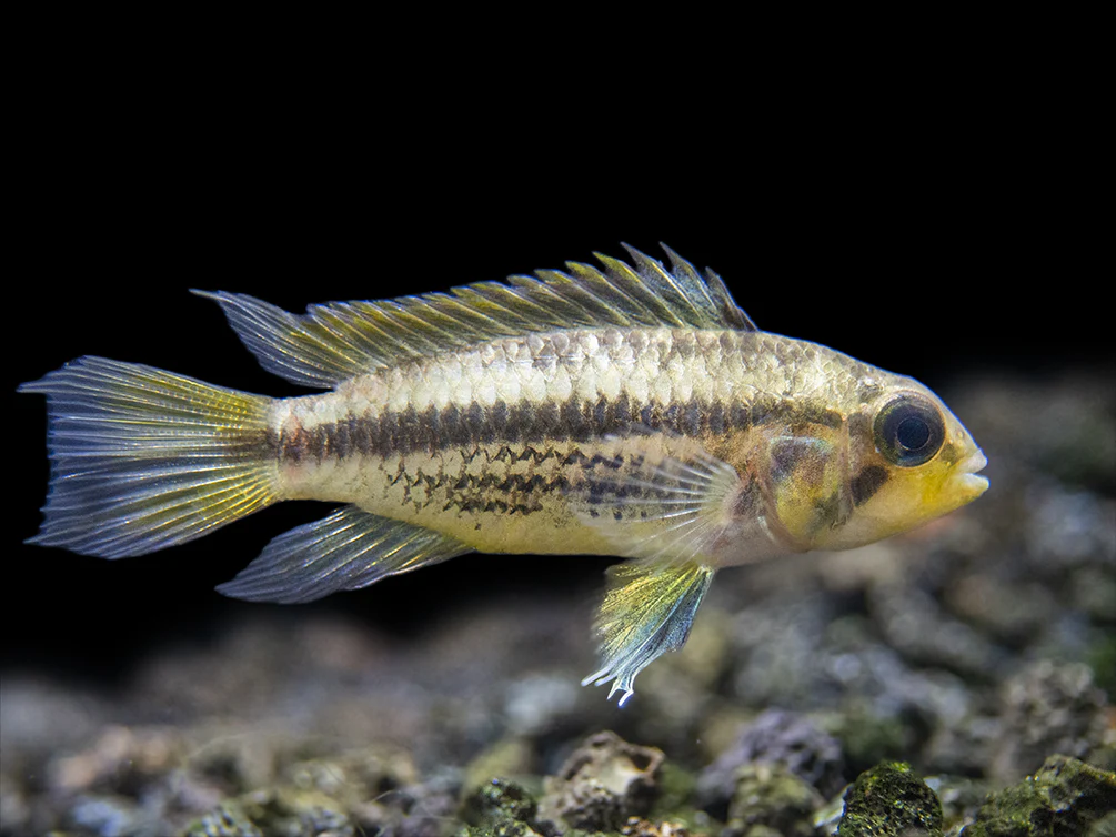 Yellow Flash Cockatoo Dwarf Cichlid (Apistogramma cacatuoides), Tank-Bred - Nestor' Aquariums & Pets