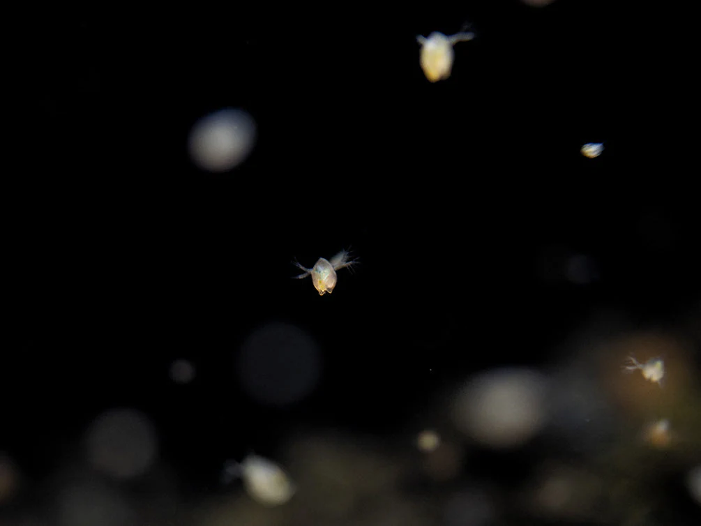 Live Daphnia and Scud Cultures Combo Pack - Aquatic Arts - Nestor' Aquariums & Pets